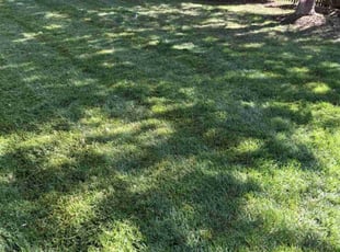 Mike G.'s lawn care service result