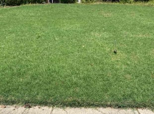 Anthony C.'s lawn care service result