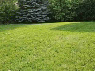 Bernita R.'s lawn care services service result