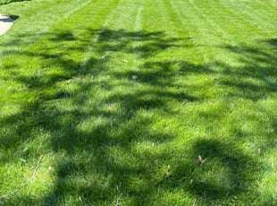 Samuel C.'s turf care service result