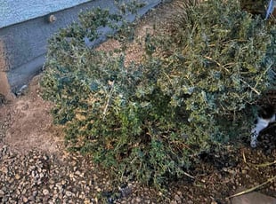 Amon A.'s Bush Trimming service result