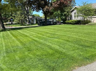 Mckenzie K.'s turf care service result