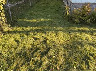 Bola S.'s lawn care service result