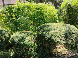 Victoria M.'s grass cutting service result