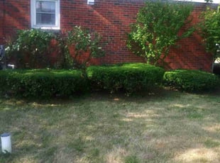 Wendy D.'s Bush Trimming service result