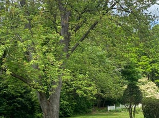 Tamara F.'s lawn care services service result
