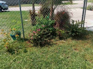 David M.'s Bush Trimming service result