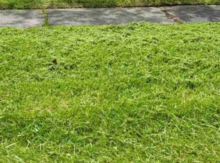 Jack J.'s lawn care service result