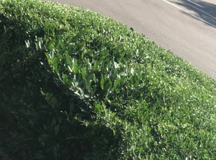 William C.'s Bush Trimming service result