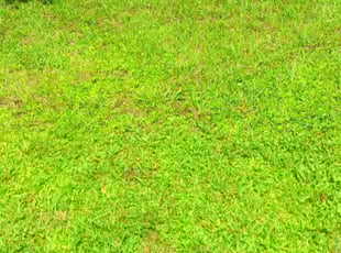 Bob M.'s grass maintenance service result