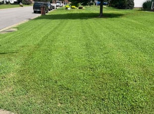 Martha L.'s turf care service result