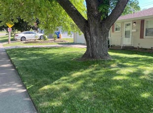 Umbra D.'s lawn care service result