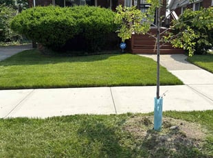 Karen G.'s lawn service service result