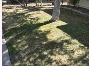 Jenn H.'s grass cutting service result