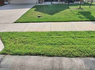 Bev C.'s turf care service result