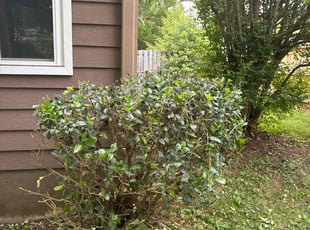 Erin B.'s Bush Trimming service result