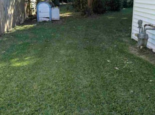 Vanessa C.'s turf care service result