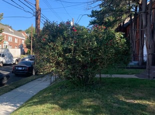 Norelie P.'s Bush Trimming service result