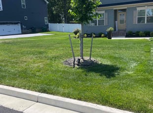 Kathi L.'s lawn care service result