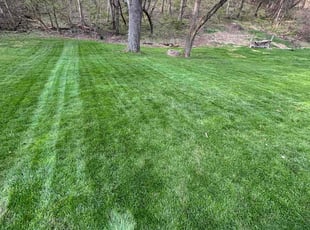 Bill W.'s grass maintenance service result