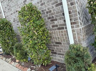 Matt Z.'s Bush Trimming service result