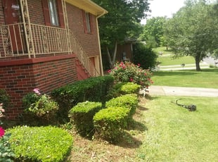 Jennifer P.'s Bush Trimming service result