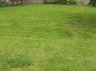 Christine S.'s turf care service result