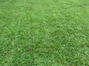 Stephanie T.'s lawn maintenance service result