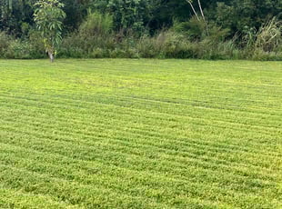 Amilcar O.'s turf care service result