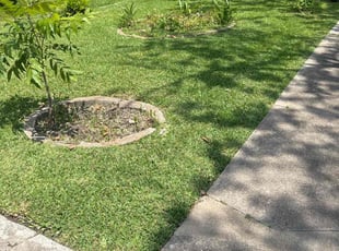 Lynn K.'s grass cutting service result