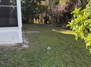 Angie M.'s turf care service result