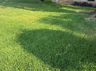 Sarah W.'s grass maintenance service result