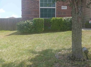Shelby B.'s Bush Trimming service result