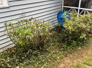 Amy J.'s Bush Trimming service result