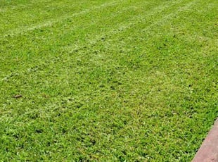 Lindsay N.'s gardening service service result