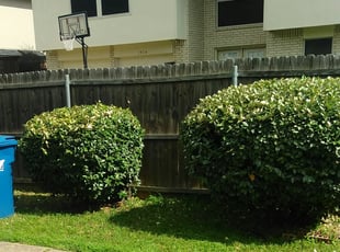 Cheryl S.'s Bush Trimming service result
