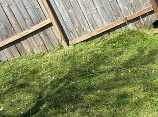 Pam O.'s lawn care service result