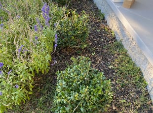 Catlynne K.'s Bush Trimming service result
