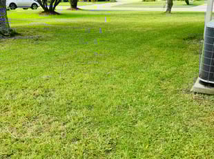 Avelina R.'s grass cutting service result