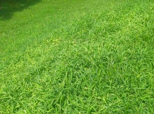 Odanny S.'s lawn maintenance service result