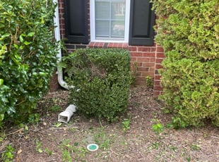 Daisy T.'s Bush Trimming service result