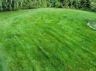 Kristen V.'s turf maintenance service result