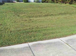 Diane R.'s grass maintenance service result