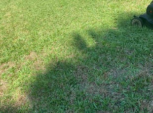Dave N.'s turf care service result