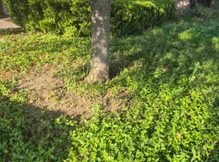 Jason S.'s lawn maintenance service result