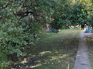 George N.'s turf care service result