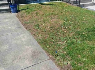 Mike A.'s Bush Trimming service result