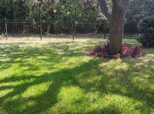Lee P.'s lawn maintenance service result