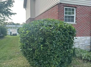 Martin W.'s Bush Trimming service result