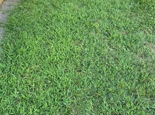 Shefali O.'s grass maintenance service result